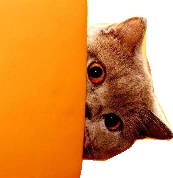 Кот выглядывает