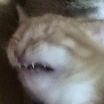 Размазанные коты