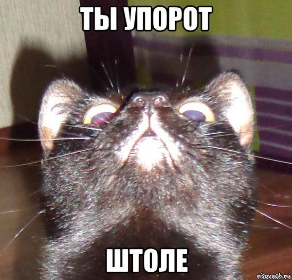Кот упоролся