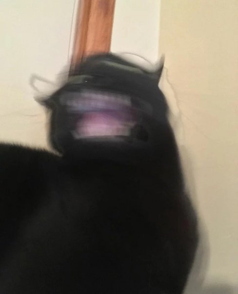 Размазанные смешные коты