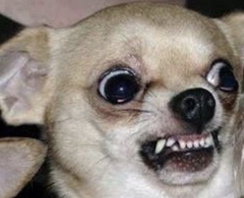 Смешные чихуахуа