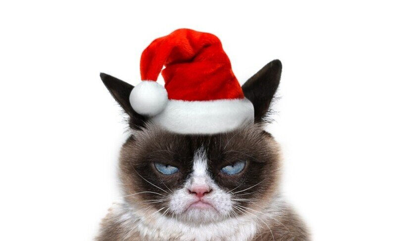 Кот новый год