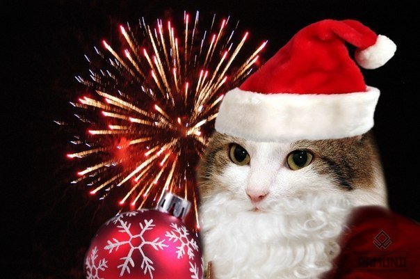 Ава кот новый год