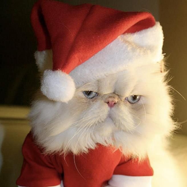 Кот в костюме Деда Мороза