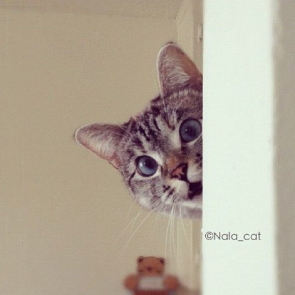 Кошка выглядывает