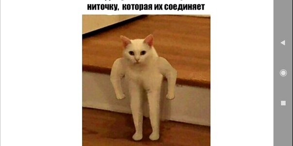 Мемы с котиками