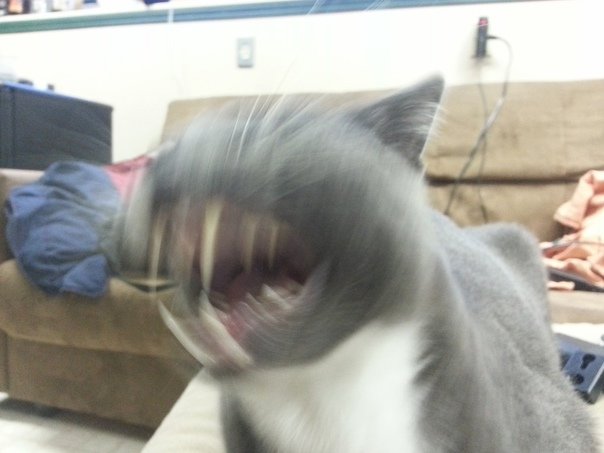 Смешные коты в плохом качестве