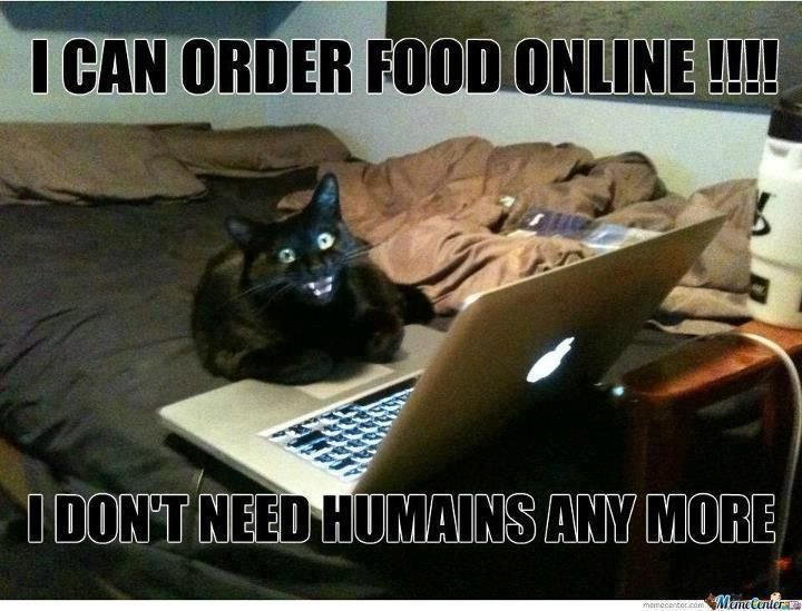 Кот за компьютером