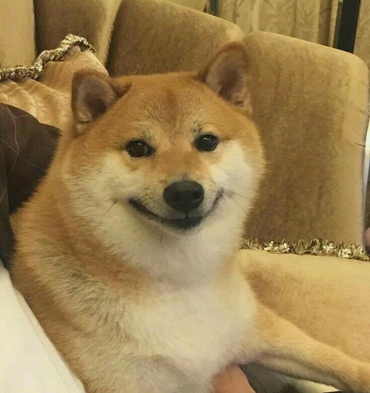 Сиба ину Кабосу