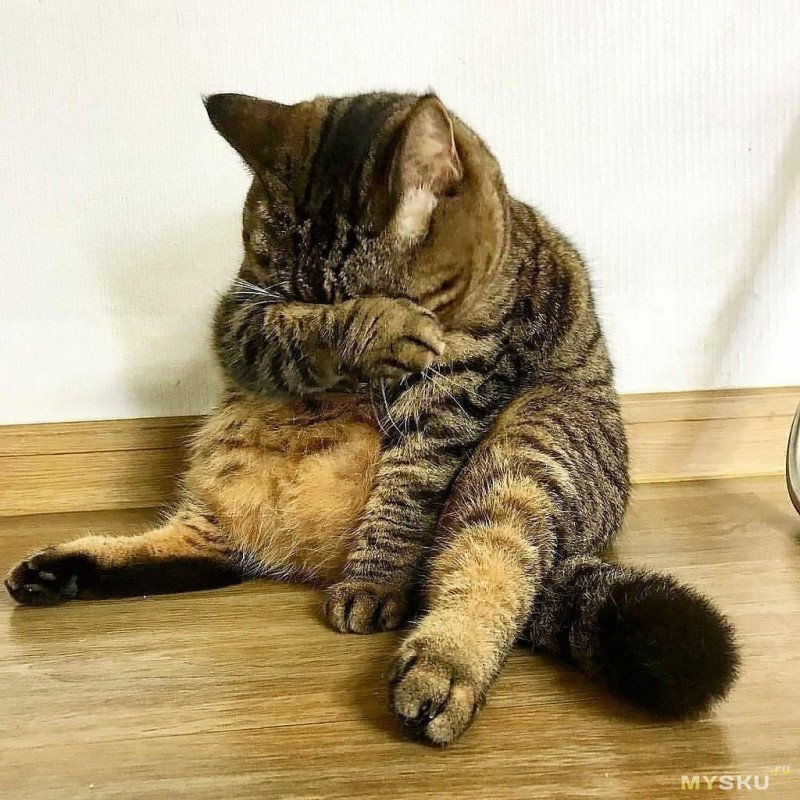 Приколы для поднятия настроения мужчине