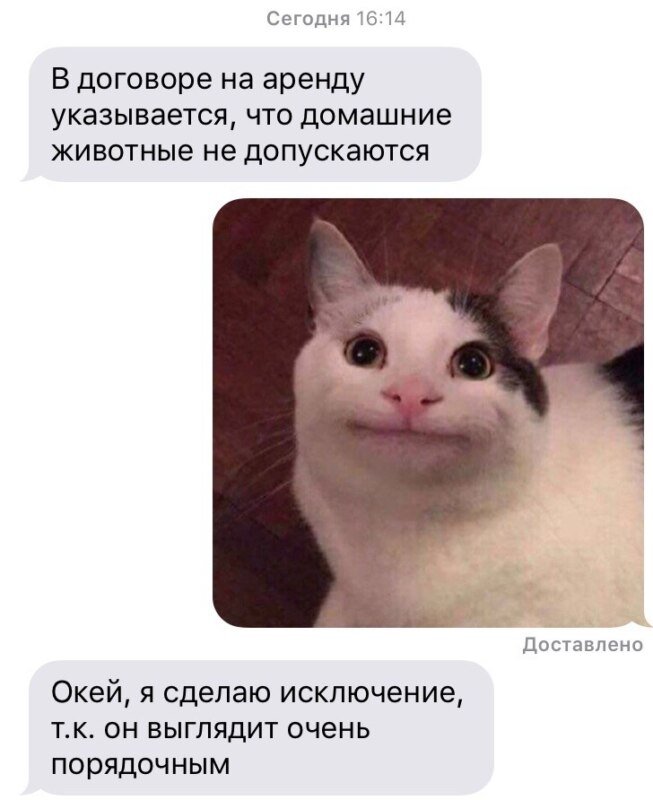 Вежливый кот Мем