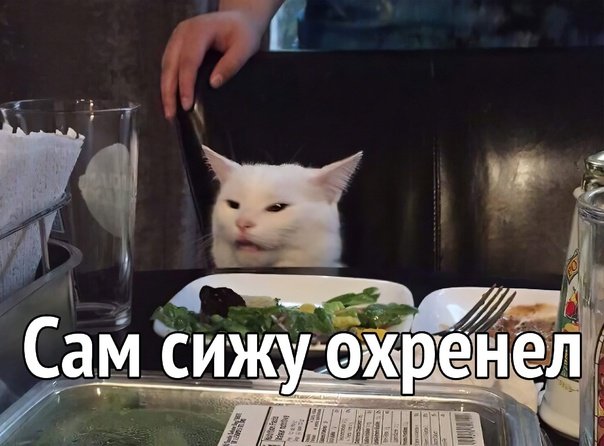 Кот из мемов за столом