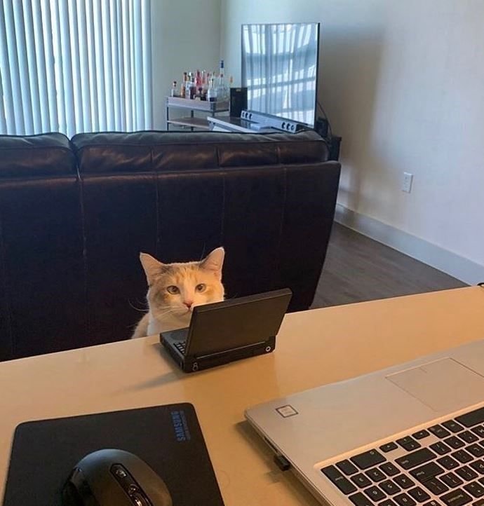 Кошка и ноутбук