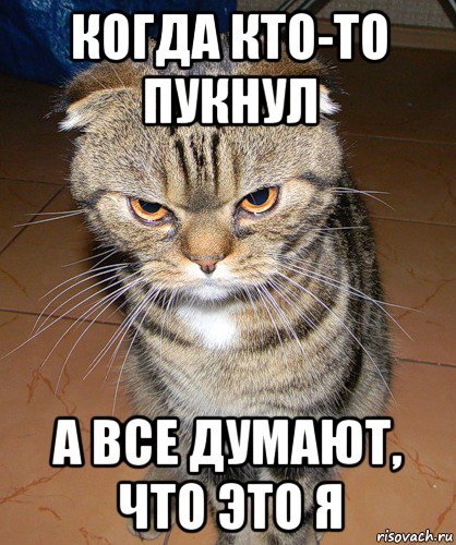 Коты пукают