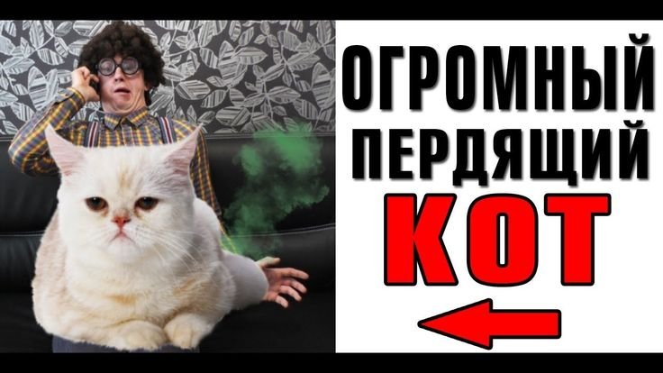 Кот напердел