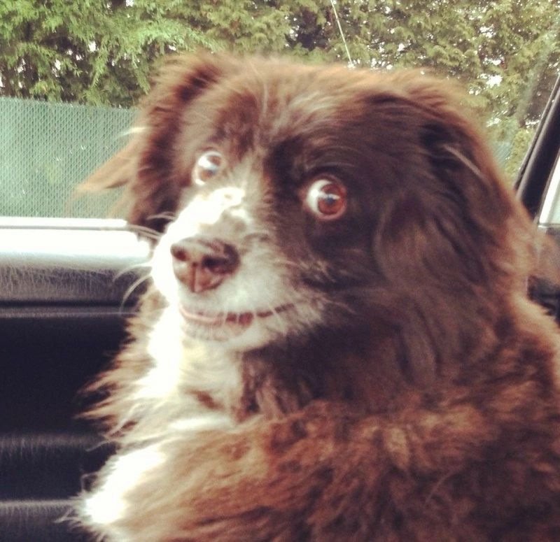 Заводи это собака