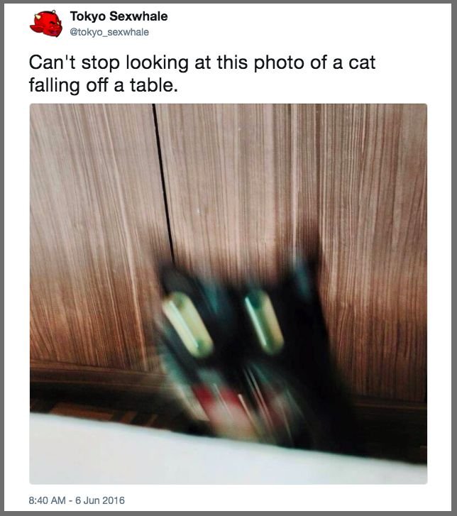 Черный кот трясет головой Мем