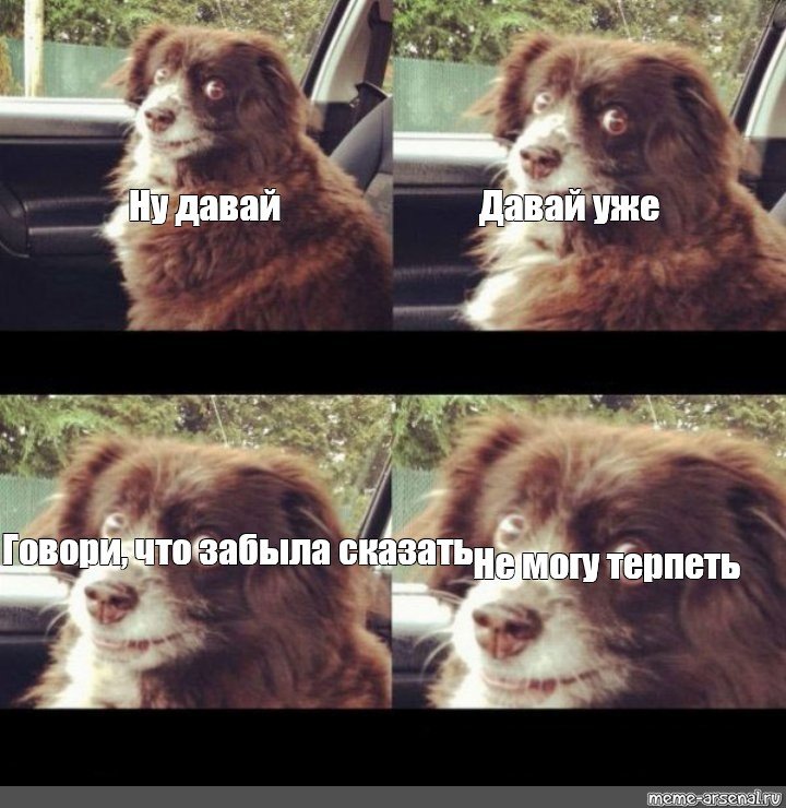 Мем собака в машине заводи