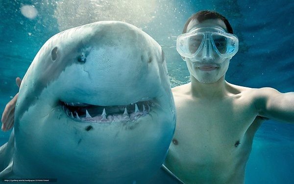 Смешная акула