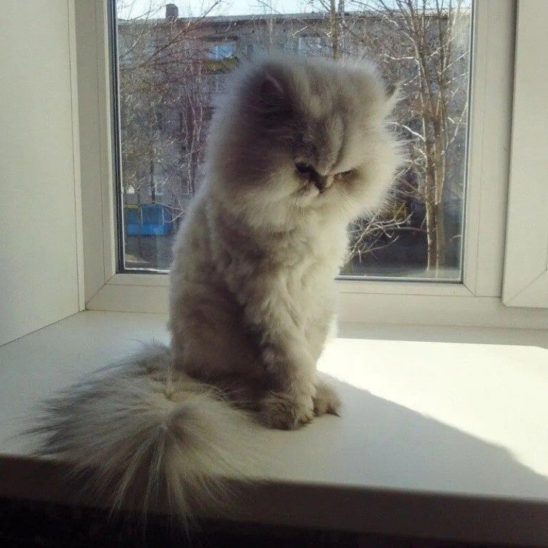 Обиженный кот с надписью