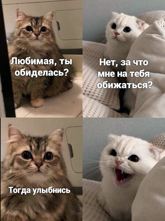 Мемы с котятами