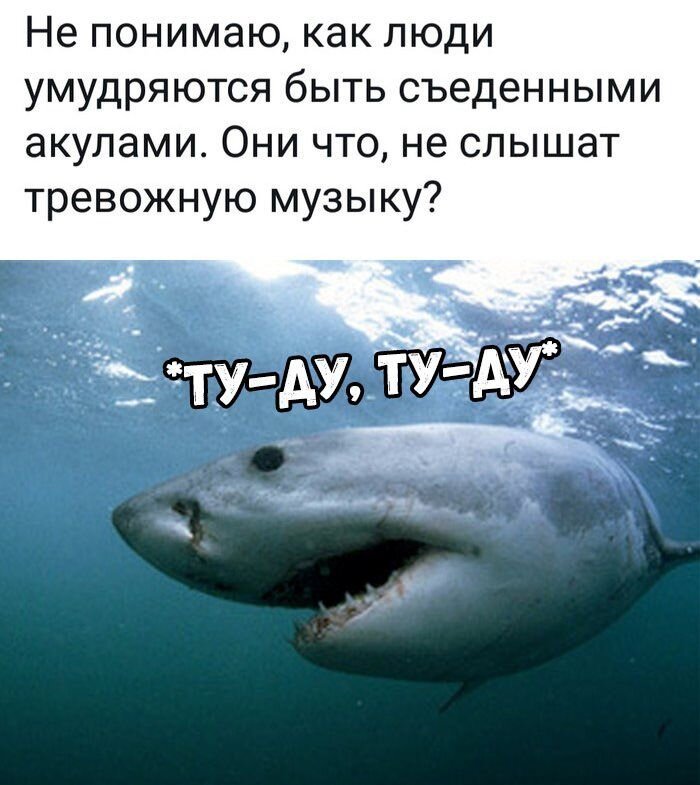 Шутки про акул