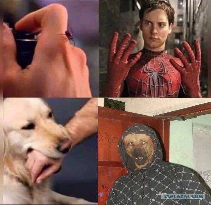 Ужаленная собака Мем