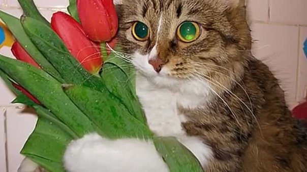 С 8 марта котики