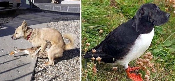 Гусь и собака прикол