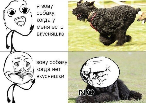 Смешные собаки мемы