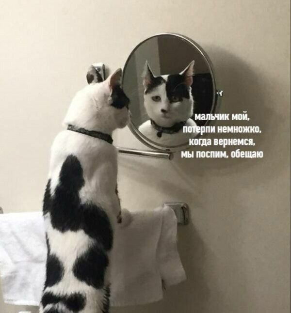 Зеркало «котик»