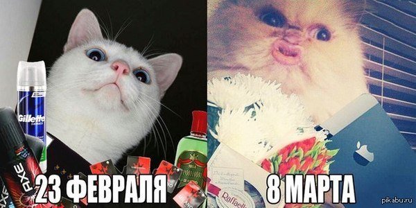 Мемы с котами 8 марта