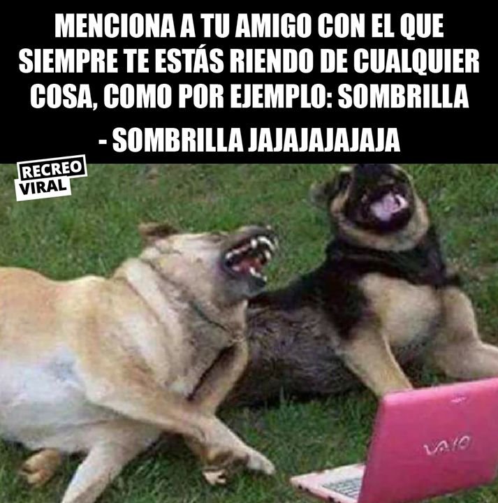 Мемы с собаками