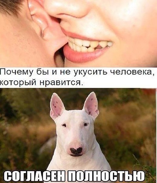 Собака кусает человека