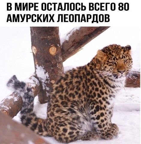 Леопард Мем