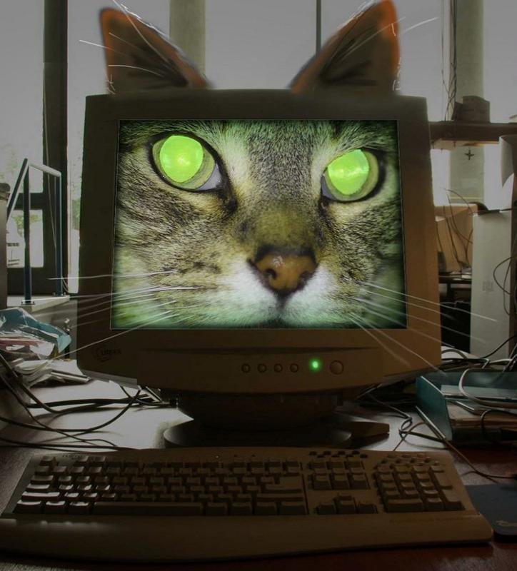 Кот и компьютер