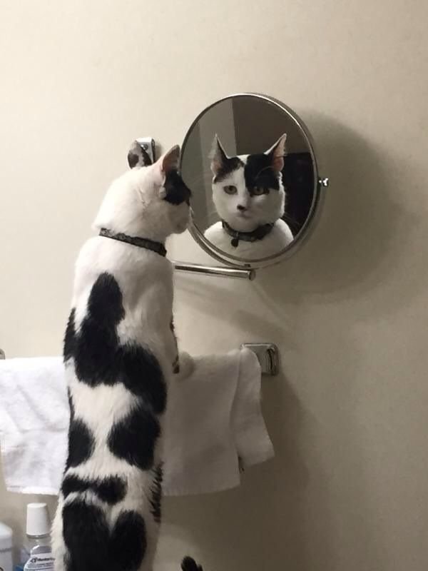 Кот перед зеркалом