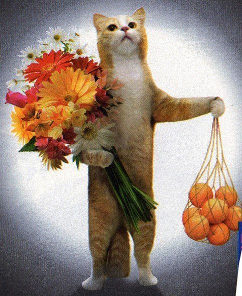 Кот с цветами и апельсинами