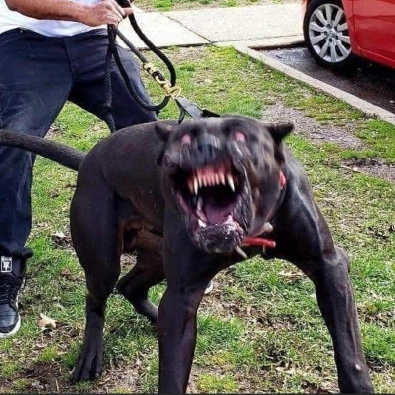 Злая собака