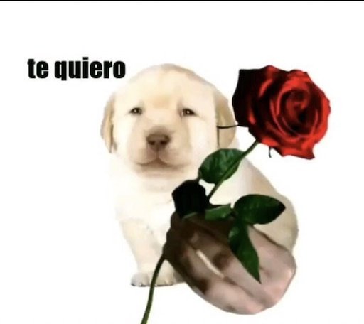 Собака с розой