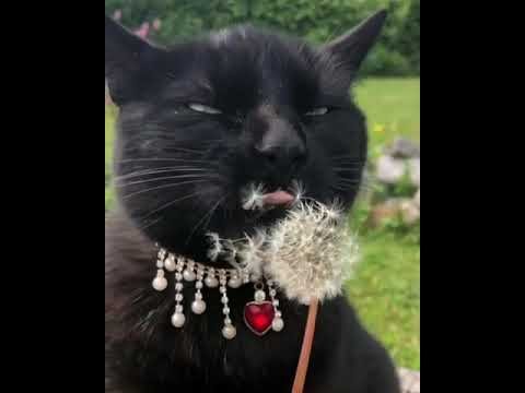 Кот и одуванчик тьфу