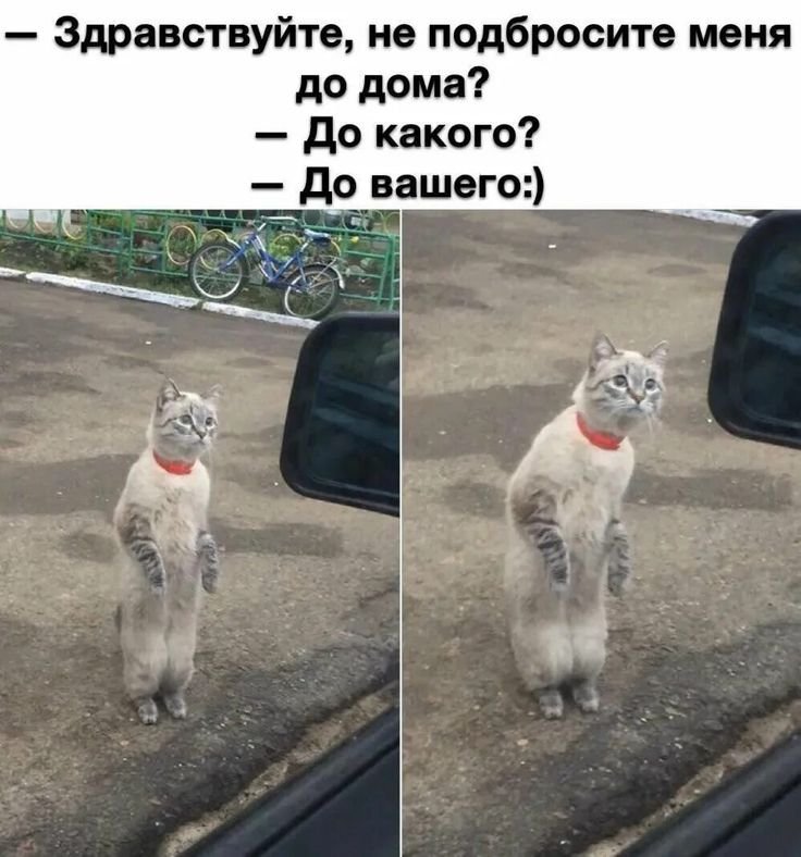 Картинки с приколами для поднятия настроения