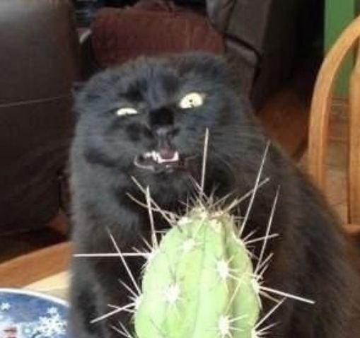 Коты едят кактусы