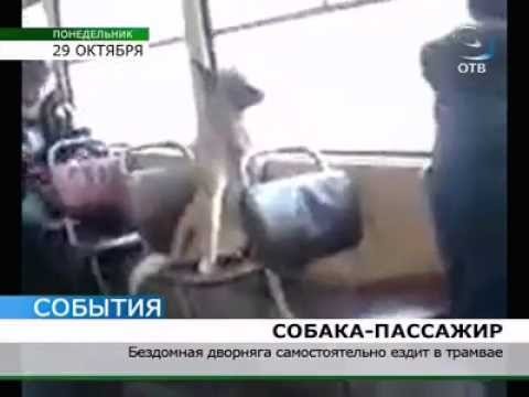 Бездомная собака ездит в трамвае в столовую