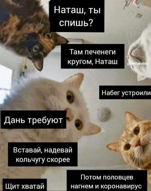 Кот Мем
