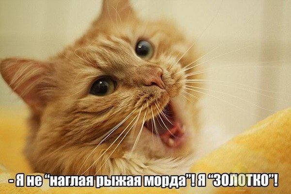 Наглая рыжая морда