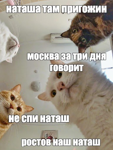 Мем про Наташу и котов