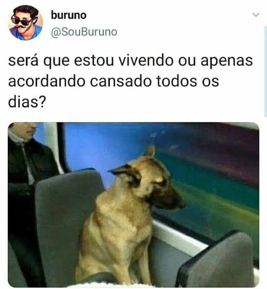 Собака в трамвае