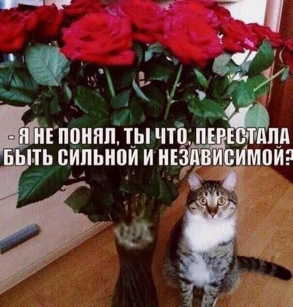 Котик с букетом цветов