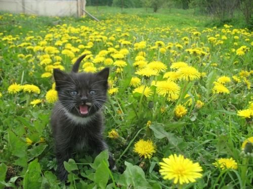 Кошка в одуванчиках